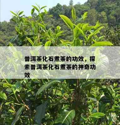 普洱茶化石煮茶的功效，探索普洱茶化石煮茶的神奇功效