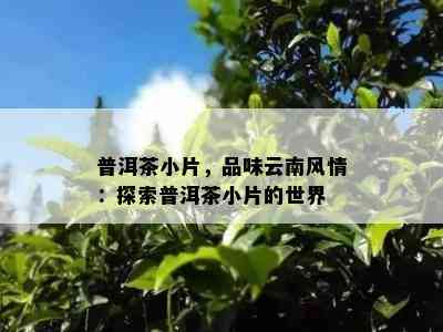 普洱茶小片，品味云南风情：探索普洱茶小片的世界