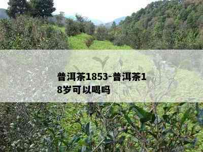 普洱茶1853-普洱茶18岁可以喝吗