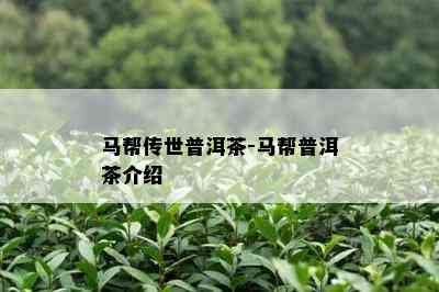 马帮传世普洱茶-马帮普洱茶介绍