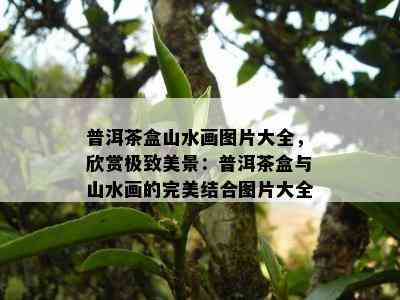 普洱茶盒山水画图片大全，欣赏极致美景：普洱茶盒与山水画的完美结合图片大全