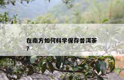 在南方如何科学保存普洱茶？