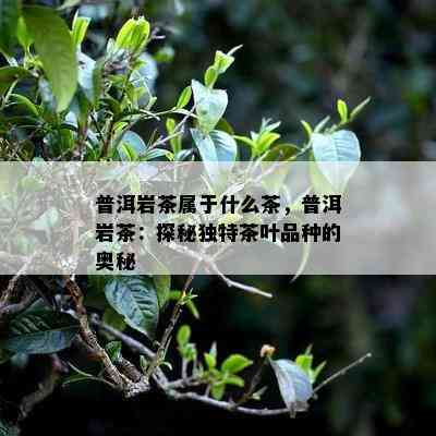 普洱岩茶属于什么茶，普洱岩茶：探秘特别茶叶品种的奥秘