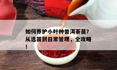 怎样养护小叶种普洱茶苗？从选苗到日常管理，全攻略！