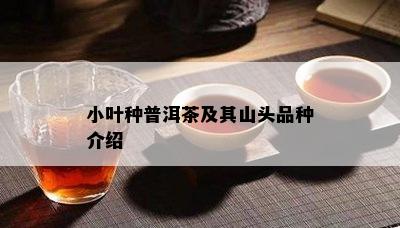 小叶种普洱茶及其山头品种介绍