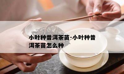 小叶种普洱茶苗-小叶种普洱茶苗怎么种