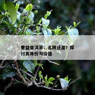 奢益普洱茶：名牌还是？探讨其身份与价值