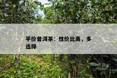 平价普洱茶：性价比高，多选择