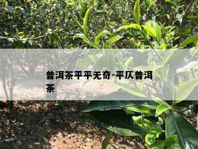 普洱茶平平无奇-平仄普洱茶