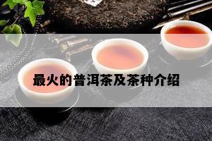 最火的普洱茶及茶种介绍