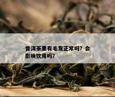 普洱茶里有毛发正常吗？会影响饮用吗？