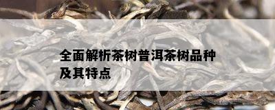 全面解析茶树普洱茶树品种及其特点