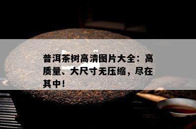 普洱茶树高清图片大全：高质量、大尺寸无压缩，尽在其中！