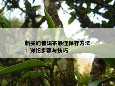 新买的普洱茶更佳保存方法：详细步骤与技巧