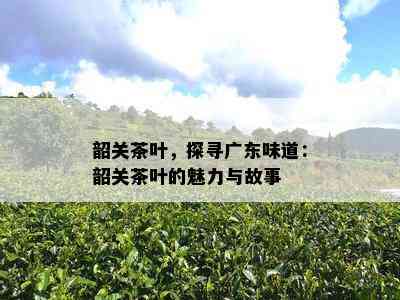 韶关茶叶，探寻广东味道：韶关茶叶的魅力与故事