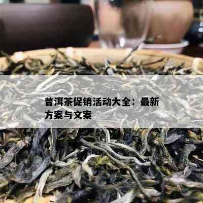 普洱茶促销活动大全：最新方案与文案