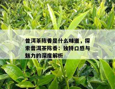 普洱茶陈香是什么味道，探索普洱茶陈香：独特口感与魅力的深度解析