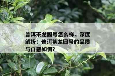 普洱茶龙园号怎么样，深度解析：普洱茶龙园号的品质与口感怎样？