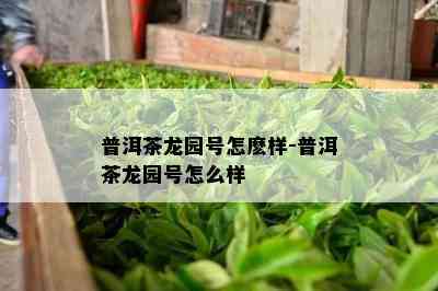 普洱茶龙园号怎麽样-普洱茶龙园号怎么样