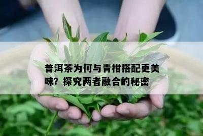 普洱茶为何与青柑搭配更美味？探究两者融合的秘密