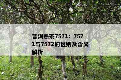 普洱熟茶7571：7571与7572的区别及含义解析