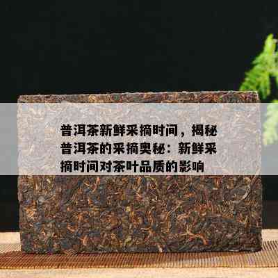 普洱茶新鲜采摘时间，揭秘普洱茶的采摘奥秘：新鲜采摘时间对茶叶品质的影响