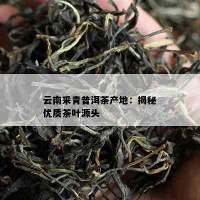 云南采青普洱茶产地：揭秘优质茶叶源头