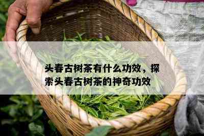 头春古树茶有什么功效，探索头春古树茶的神奇功效