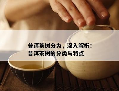 普洱茶树分为，深入解析：普洱茶树的分类与特点