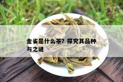 金雀是什么茶？探究其品种与之谜