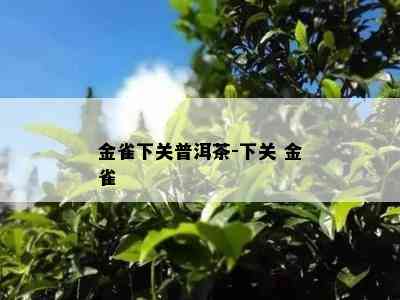 金雀下关普洱茶-下关 金雀