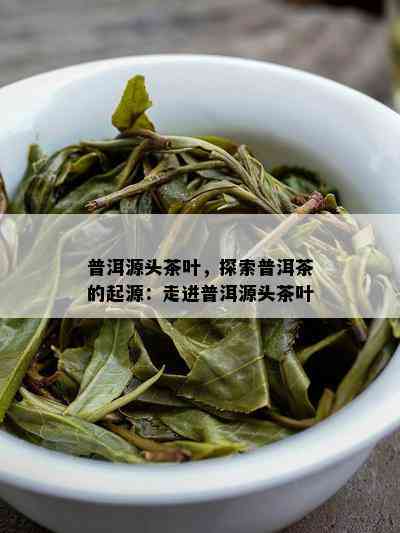 普洱源头茶叶，探索普洱茶的起源：走进普洱源头茶叶