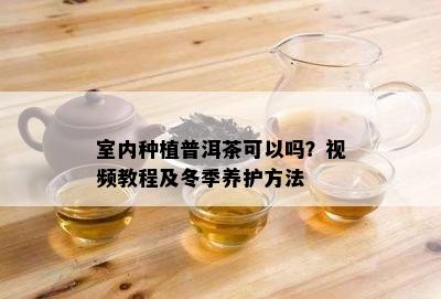 室内种植普洱茶可以吗？视频教程及冬季养护方法