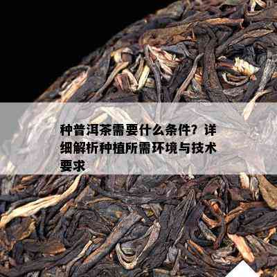 种普洱茶需要什么条件？详细解析种植所需环境与技术请求