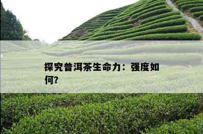 探究普洱茶生命力：强度怎样？