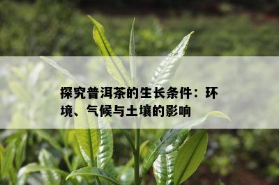 探究普洱茶的生长条件：环境、气候与土壤的作用