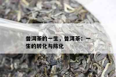 普洱茶的一生，普洱茶：一生的转化与陈化