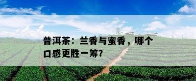 普洱茶：兰香与蜜香，哪个口感更胜一筹？