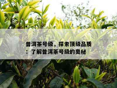 普洱茶号级，探索顶级品质：熟悉普洱茶号级的奥秘