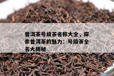 普洱茶号级茶名称大全，探索普洱茶的魅力：号级茶全名大揭秘