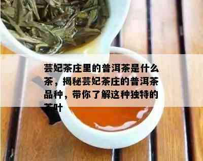 芸妃茶庄里的普洱茶是什么茶，揭秘芸妃茶庄的普洱茶品种，带你熟悉这类特别的茶叶