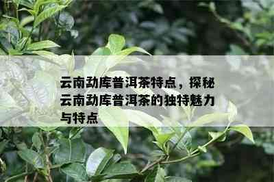 云南勐库普洱茶特点，探秘云南勐库普洱茶的独特魅力与特点