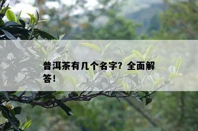 普洱茶有几个名字？全面解答！