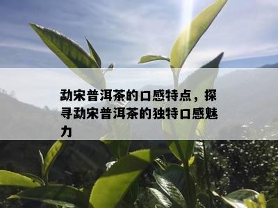 勐宋普洱茶的口感特点，探寻勐宋普洱茶的独特口感魅力