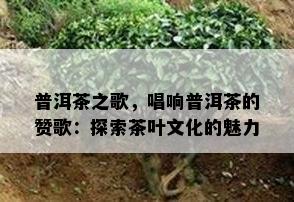 普洱茶之歌，唱响普洱茶的赞歌：探索茶叶文化的魅力