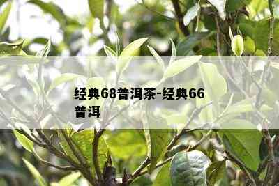 经典68普洱茶-经典66普洱