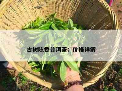 古树陈香普洱茶：价格详解