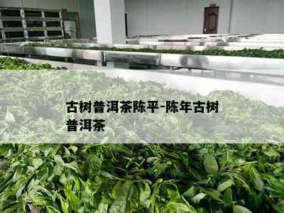 古树普洱茶陈平-陈年古树普洱茶