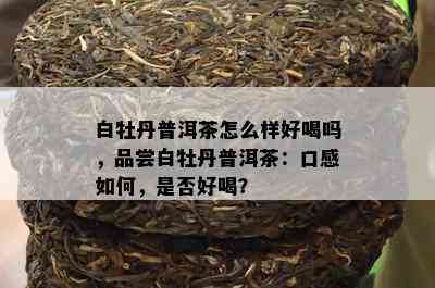 白牡丹普洱茶怎么样好喝吗，品尝白牡丹普洱茶：口感怎样，是不是好喝？