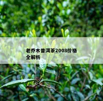 老乔木普洱茶2008价格全解析